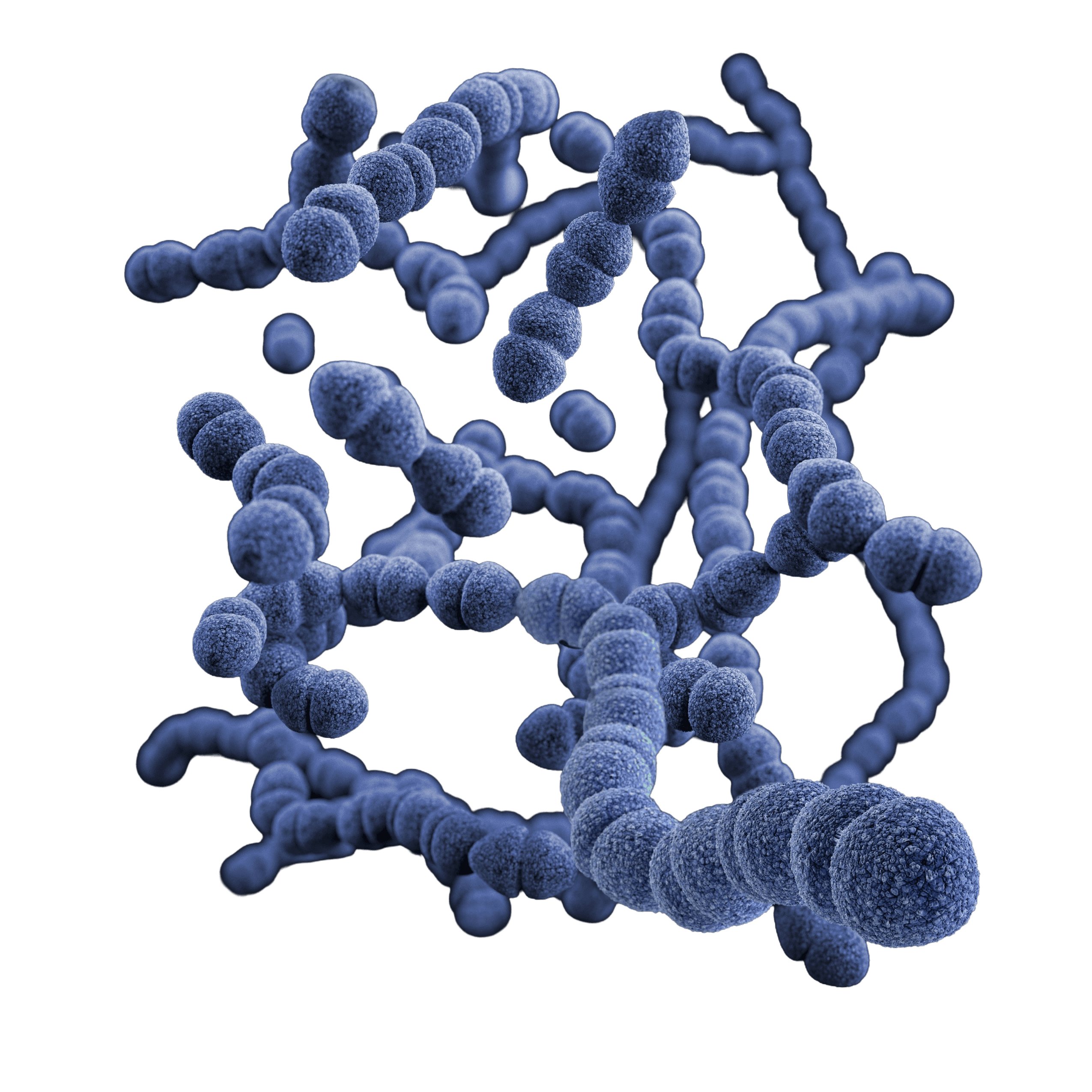 Lactobacillus Ferment Lysate
